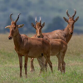 Solio - Coke's Hartebeest